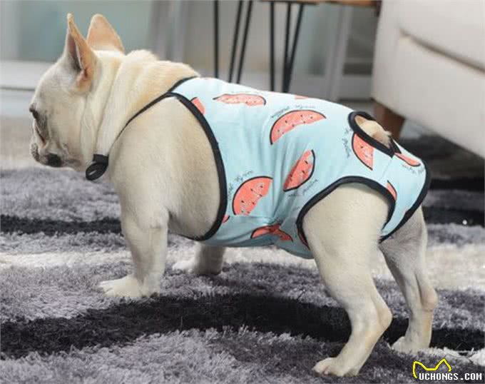 你真的了解汪吗?6条狗狗身上的冷知识，很少人知道