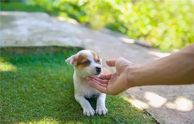 你真的了解汪吗?6条狗狗身上的冷知识，很少人知道