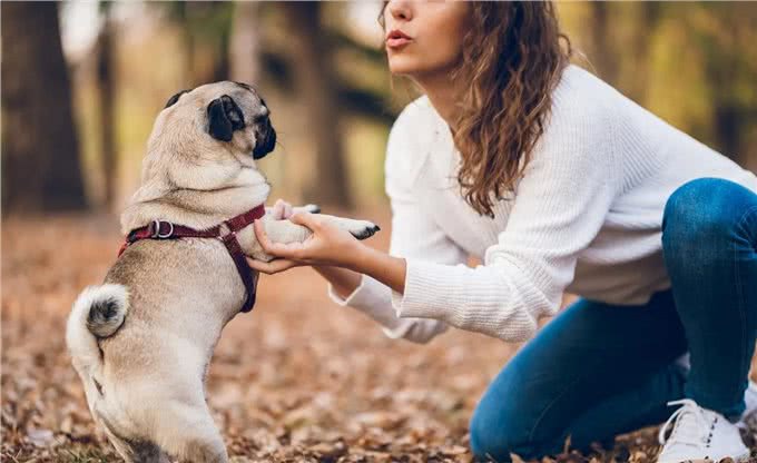 你真的了解汪吗?6条狗狗身上的冷知识，很少人知道