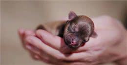 你真的了解汪吗?6条狗狗身上的冷知识，很少人知道