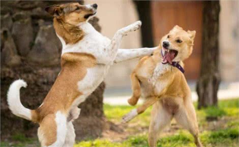 不同体型的狗狗，在喂养过程中，会有哪些区别?