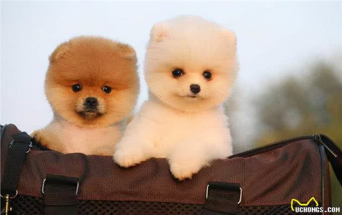 不同体型的狗狗，在喂养过程中，会有哪些区别?