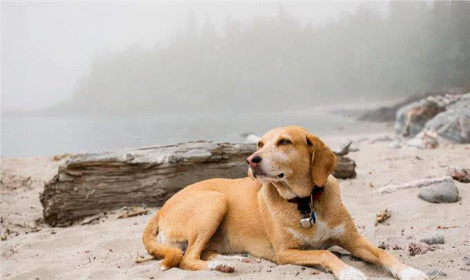 不同体型的狗狗，在喂养过程中，会有哪些区别?