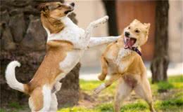 不同体型的狗狗，在喂养过程中，会有哪些区别?