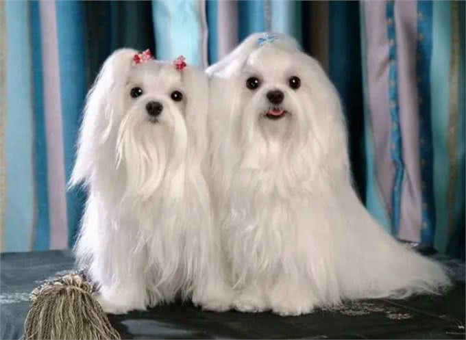 为什么那么多人喜欢养马尔济斯犬?这6个优点，让人爱不释手