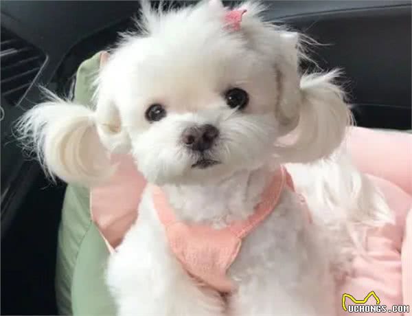 为什么那么多人喜欢养马尔济斯犬?这6个优点，让人爱不释手