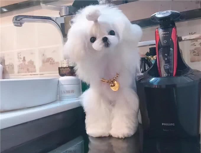 为什么那么多人喜欢养马尔济斯犬?这6个优点，让人爱不释手