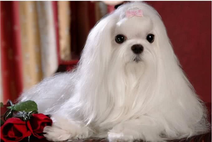 为什么那么多人喜欢养马尔济斯犬?这6个优点，让人爱不释手