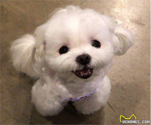 为什么那么多人喜欢养马尔济斯犬?这6个优点，让人爱不释手