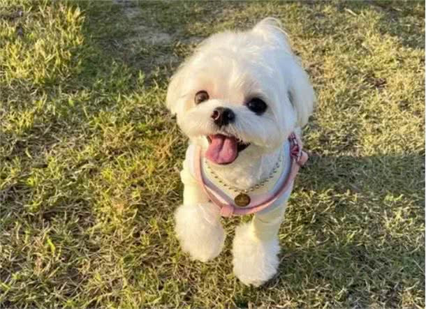 为什么那么多人喜欢养马尔济斯犬?这6个优点，让人爱不释手