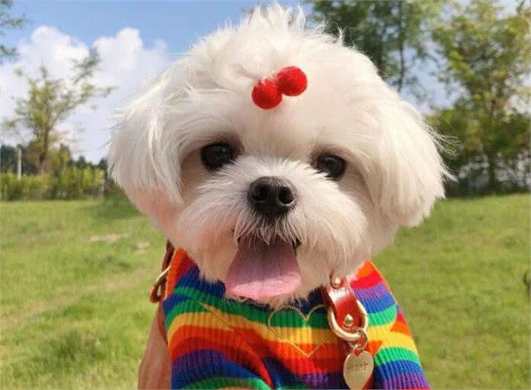 为什么那么多人喜欢养马尔济斯犬?这6个优点，让人爱不释手