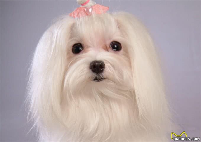 为什么那么多人喜欢养马尔济斯犬?这6个优点，让人爱不释手