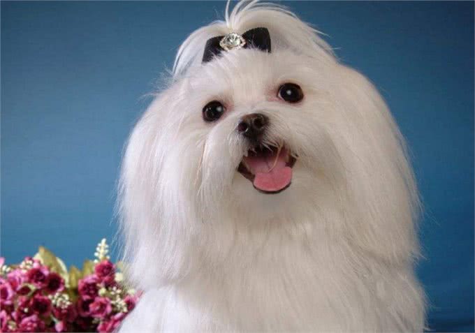 为什么那么多人喜欢养马尔济斯犬?这6个优点，让人爱不释手