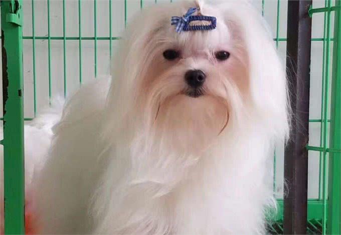 为什么那么多人喜欢养马尔济斯犬?这6个优点，让人爱不释手