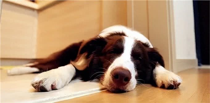 边牧的睡觉位置，暴露了你的重要程度