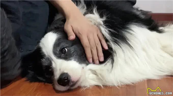 边牧的睡觉位置，暴露了你的重要程度