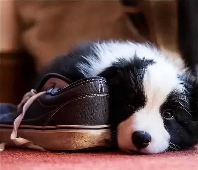 边牧的睡觉位置，暴露了你的重要程度