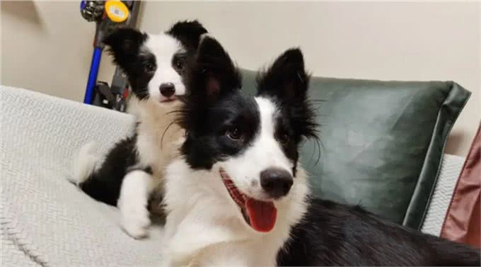 边牧的睡觉位置，暴露了你的重要程度