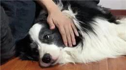 边牧的睡觉位置，暴露了你的重要程度