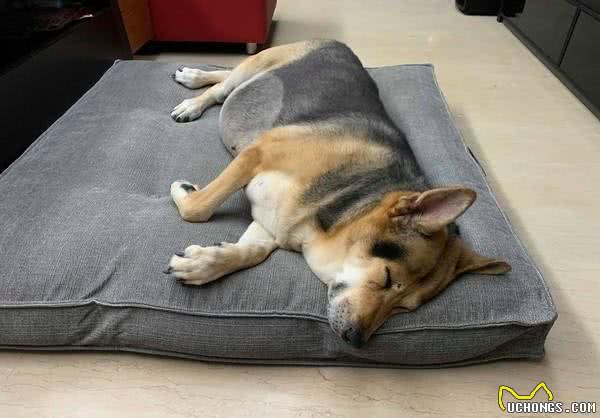 16岁老年犬半夜急喘且干呕，目光开始变得呆滞，主人用一招就治好