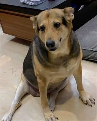 16岁老年犬半夜急喘且干呕，目光开始变得呆滞，主人用一招就治好