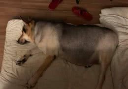 16岁老年犬半夜急喘且干呕，目光开始变得呆滞，主人用一招就治好