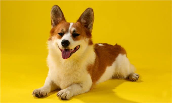 狗狗会微笑吗?狗狗咧嘴都有哪些暗示语?宠主们快来了解下