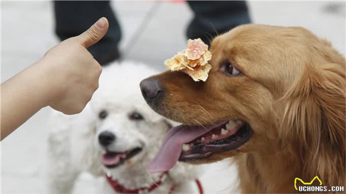 狗狗会微笑吗?狗狗咧嘴都有哪些暗示语?宠主们快来了解下