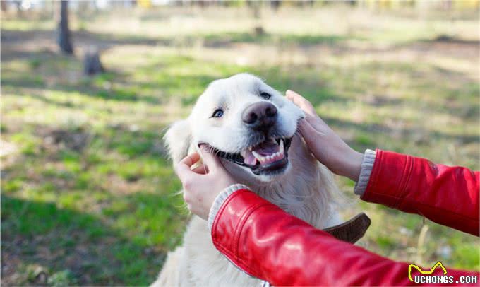 狗狗会微笑吗?狗狗咧嘴都有哪些暗示语?宠主们快来了解下