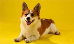 狗狗会微笑吗?狗狗咧嘴都有哪些暗示语?宠主们快来了解下