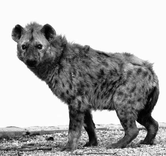 涨姿势-鬣狗科科普!