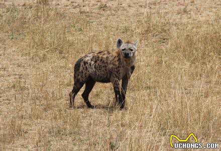 涨姿势-鬣狗科科普!