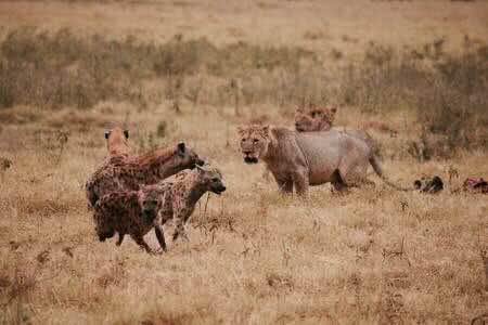 涨姿势-鬣狗科科普!