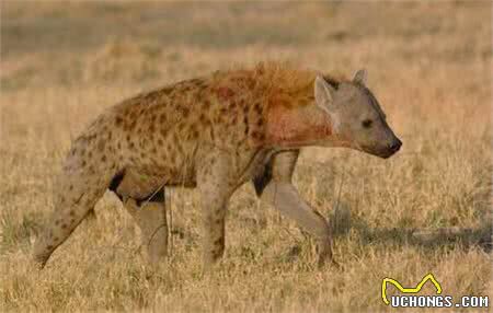 涨姿势-鬣狗科科普!