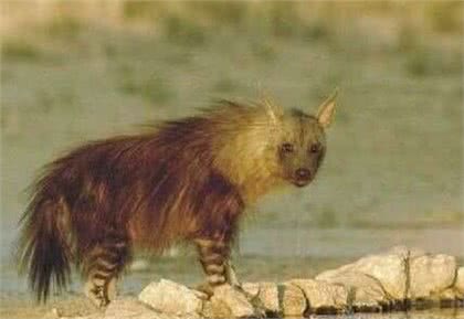 涨姿势-鬣狗科科普!