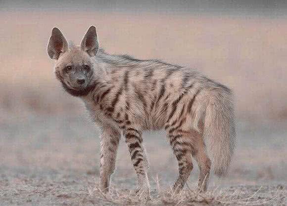 涨姿势-鬣狗科科普!