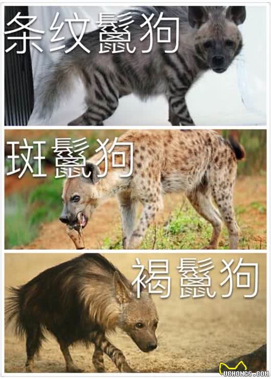 涨姿势-鬣狗科科普!