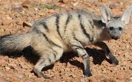 涨姿势-鬣狗科科普!