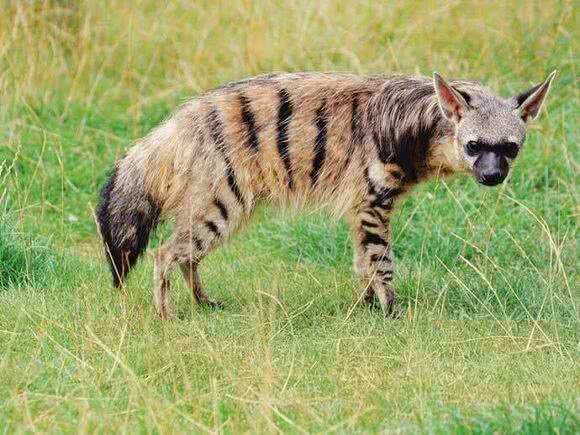 涨姿势-鬣狗科科普!