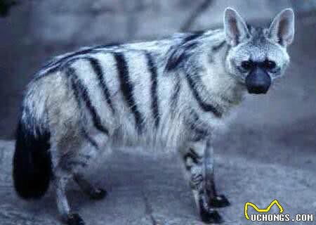 涨姿势-鬣狗科科普!