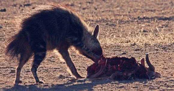 涨姿势-鬣狗科科普!