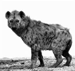 涨姿势-鬣狗科科普!