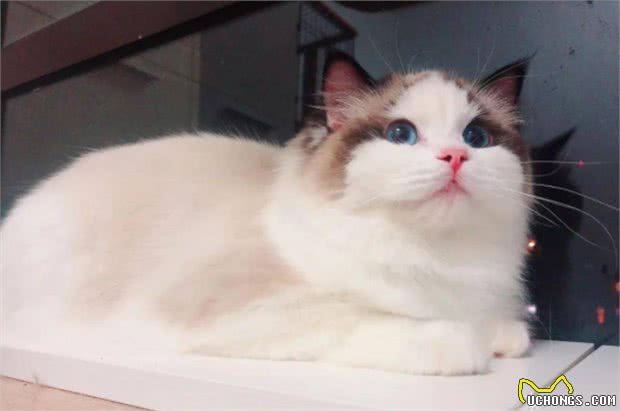 养猫小知识:这样养布偶猫，它们会越来越健康