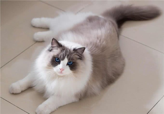 养猫小知识:这样养布偶猫，它们会越来越健康