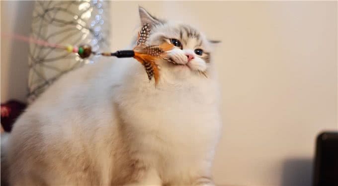 养猫小知识:这样养布偶猫，它们会越来越健康