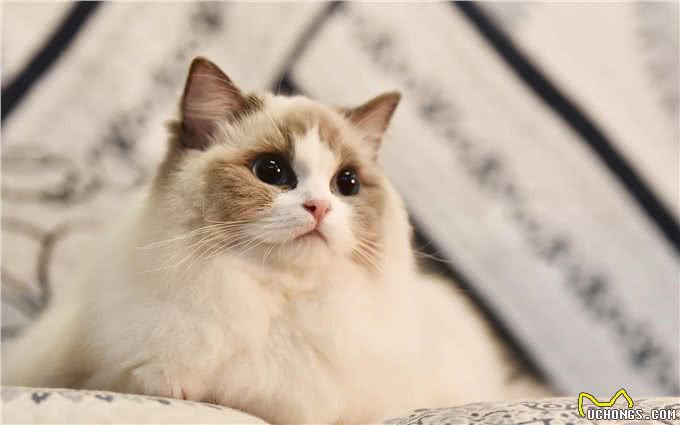 养猫小知识:这样养布偶猫，它们会越来越健康