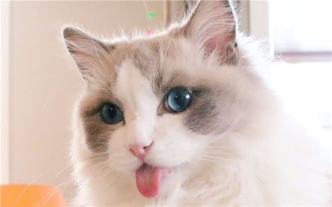 养猫小知识:这样养布偶猫，它们会越来越健康