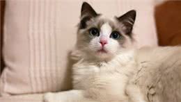 养猫小知识:这样养布偶猫，它们会越来越健康