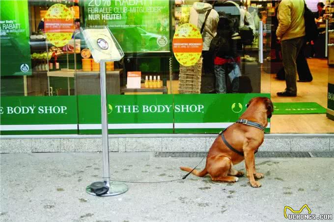 养狗最重要的不是钱，这个学历证了解一下!|德国制造Part2