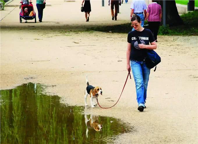 养狗最重要的不是钱，这个学历证了解一下!|德国制造Part2